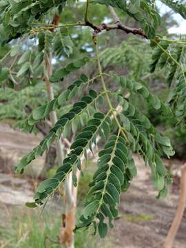 Image of Paperbark albizia