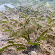 Image of Sphinx goby