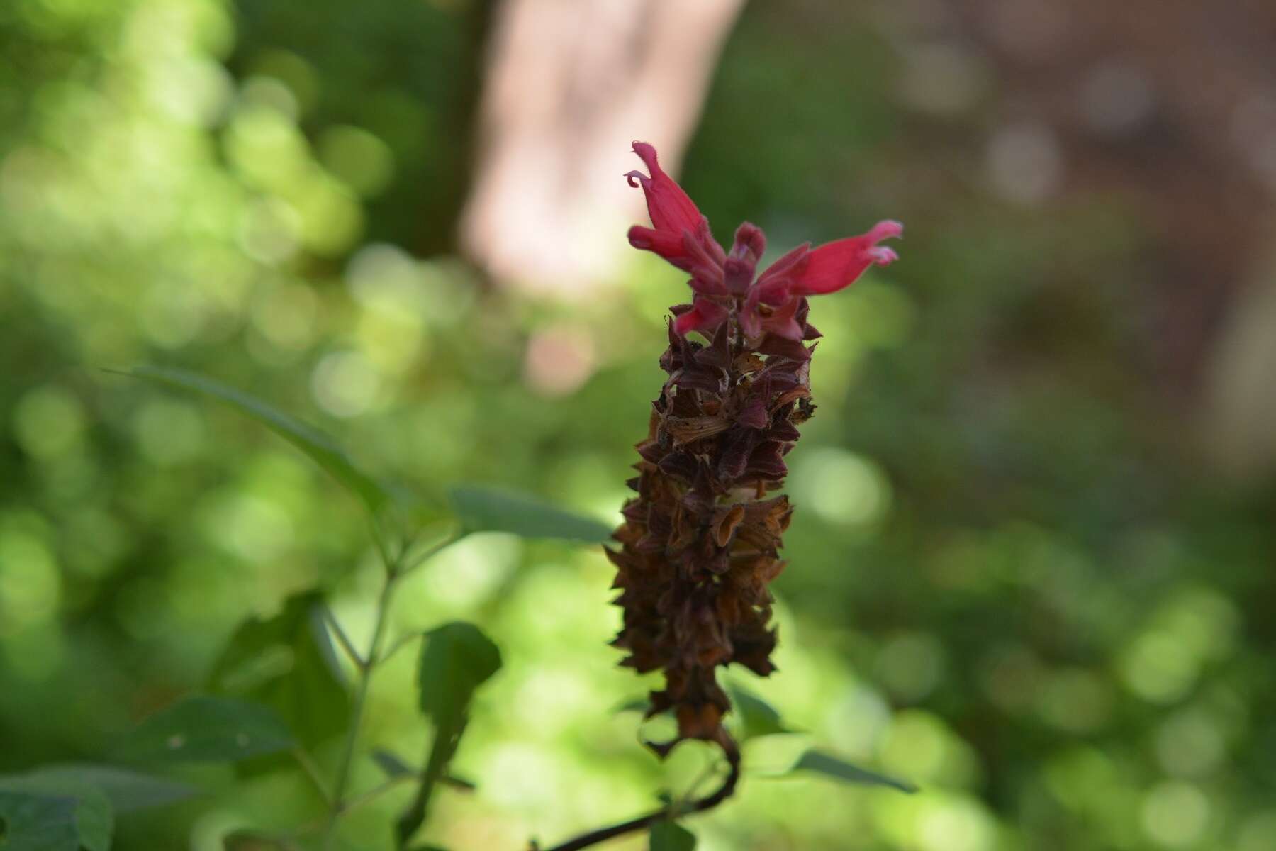 Image of Salvia wagneriana Pol.