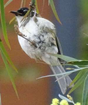 Image of Gilbert's Honeyeater