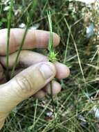 Image of Elliott's Sedge