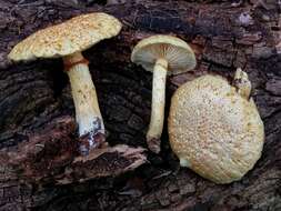 Imagem de Gymnopilus rufosquamulosus Hesler 1969