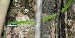 Image of Green Parrot Snake