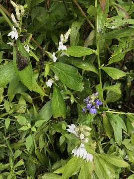 Image of Lobelia siphilitica var. siphilitica