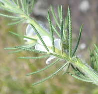 Image of Psoralea floccosa