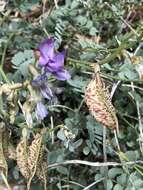 Imagem de Astragalus beckwithii var. purpureus M. E. Jones