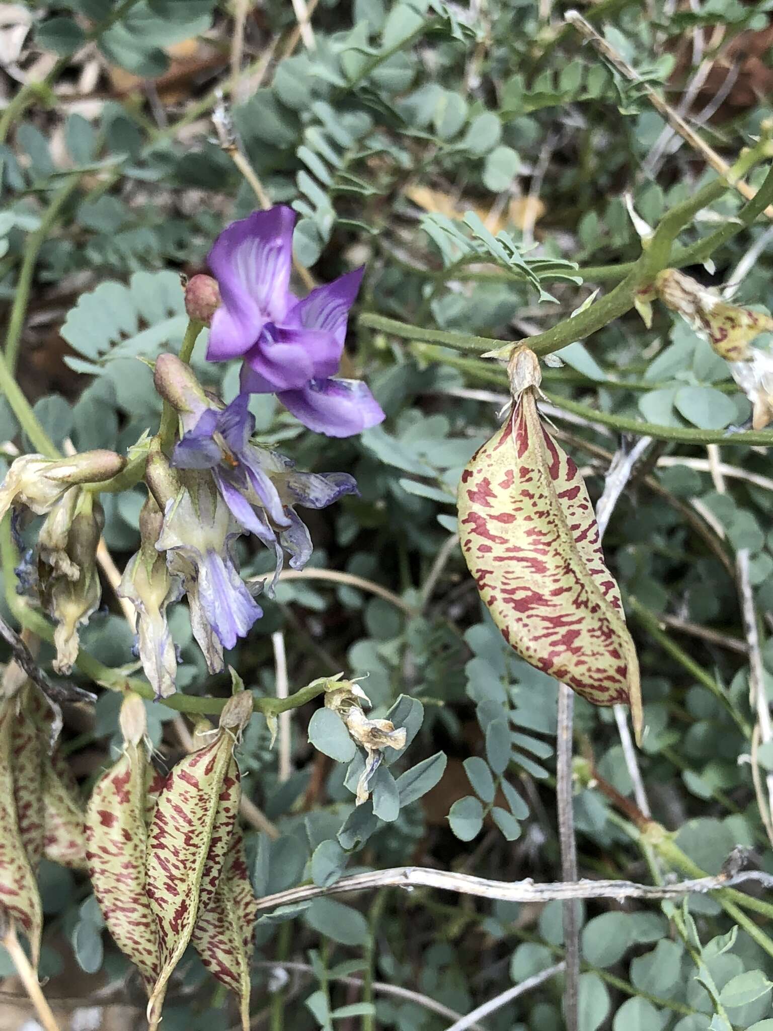 صورة Astragalus beckwithii var. purpureus M. E. Jones