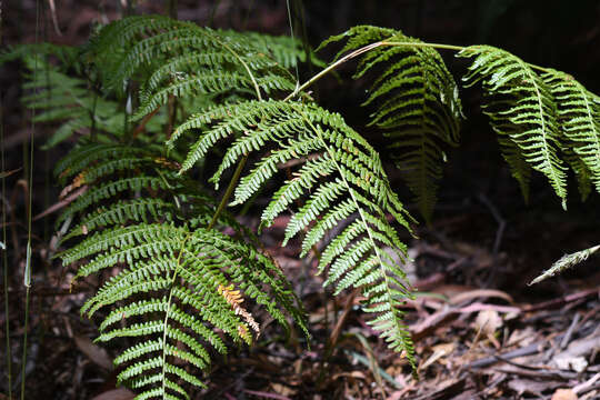 Слика од Pteridium aquilinum subsp. decompositum (Gaud.) Lamoureux ex J. A. Thomson