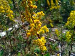 Image of downy goldenrod