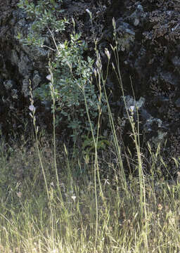 Слика од Sidalcea robusta A. A. Heller