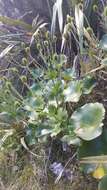 Image of Mount Cook buttercup