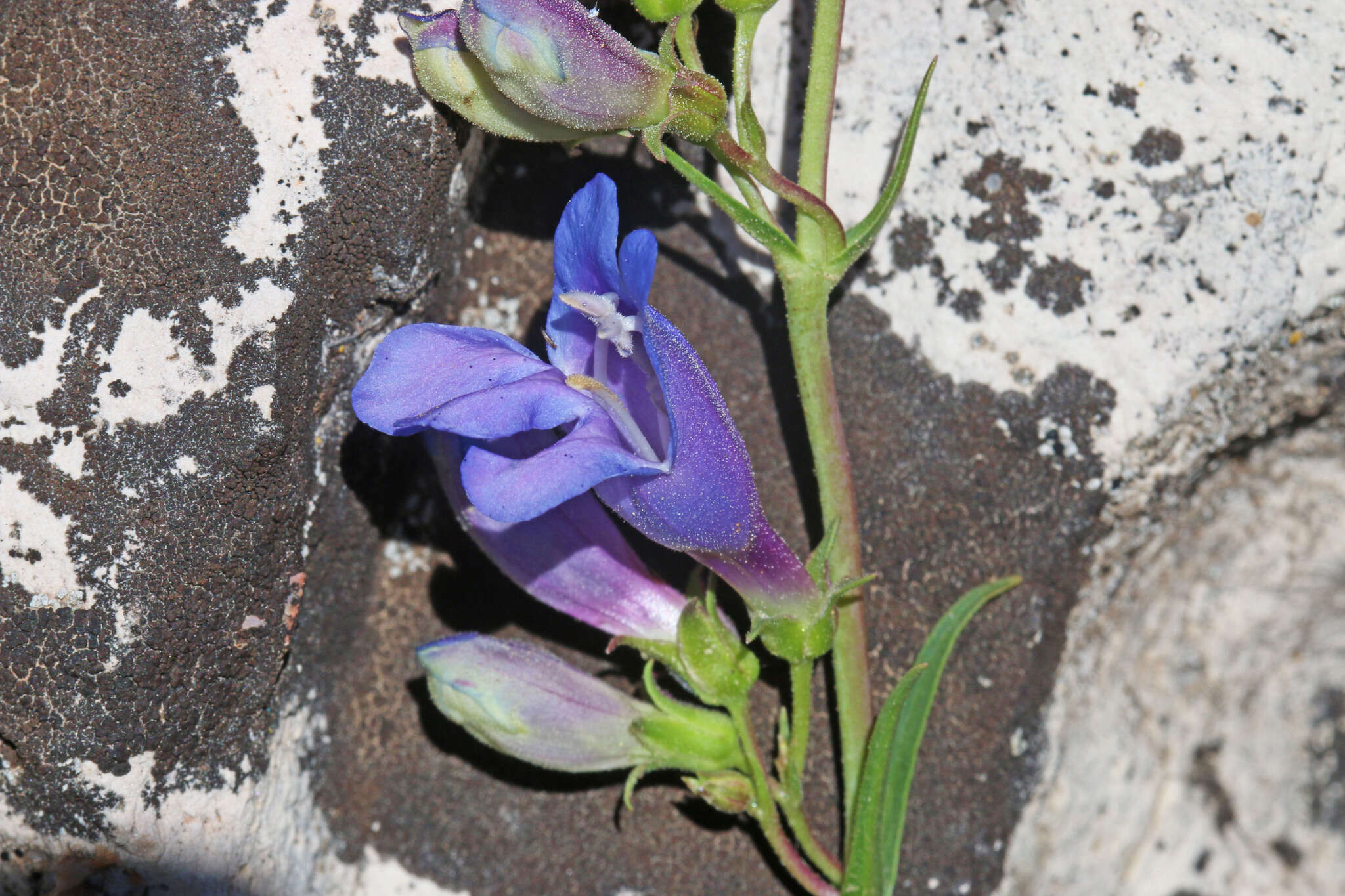 Image of smooth penstemon