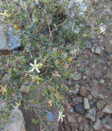 صورة Wahlenbergia nodosa (H. Buek) Lammers