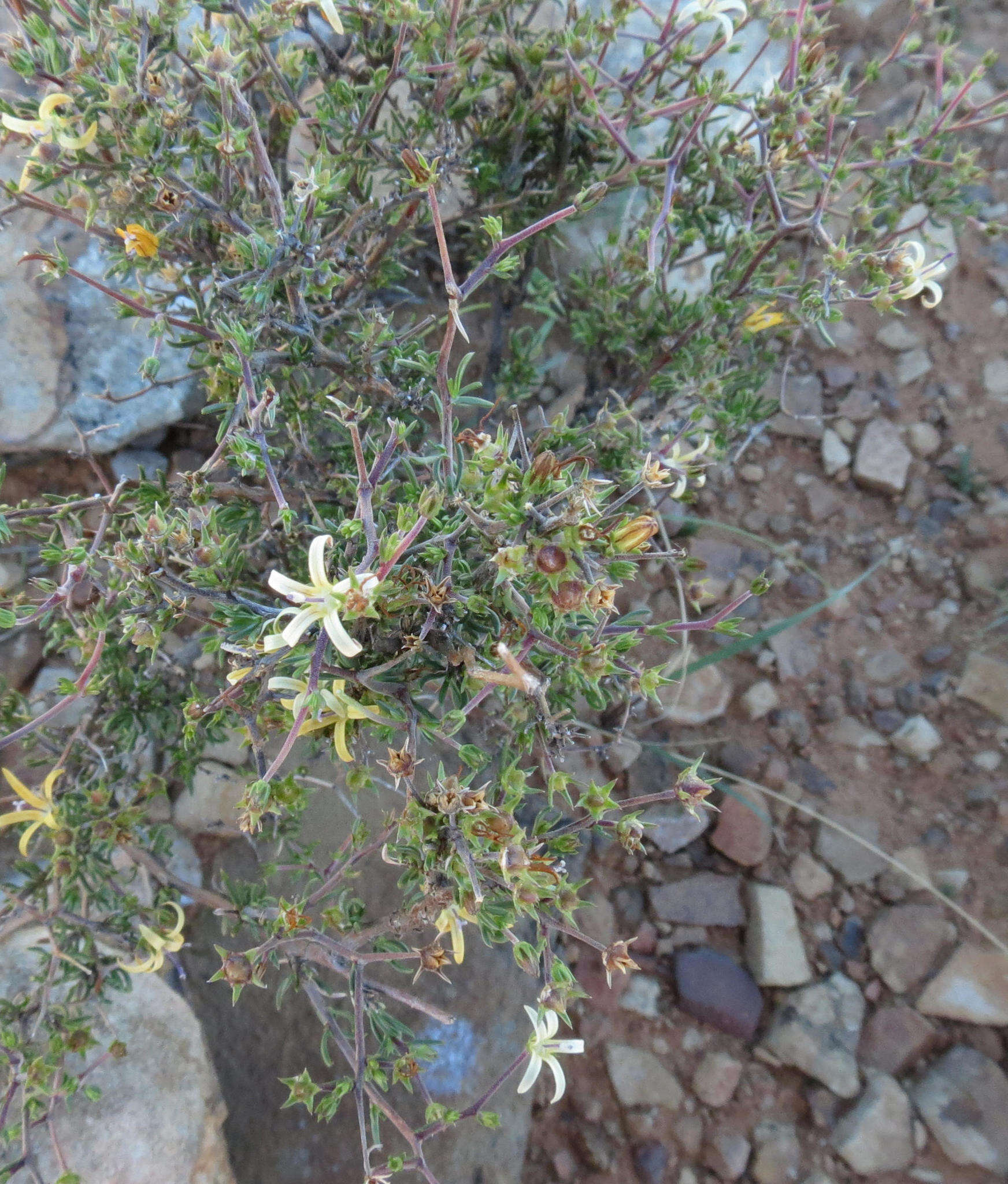 صورة Wahlenbergia nodosa (H. Buek) Lammers