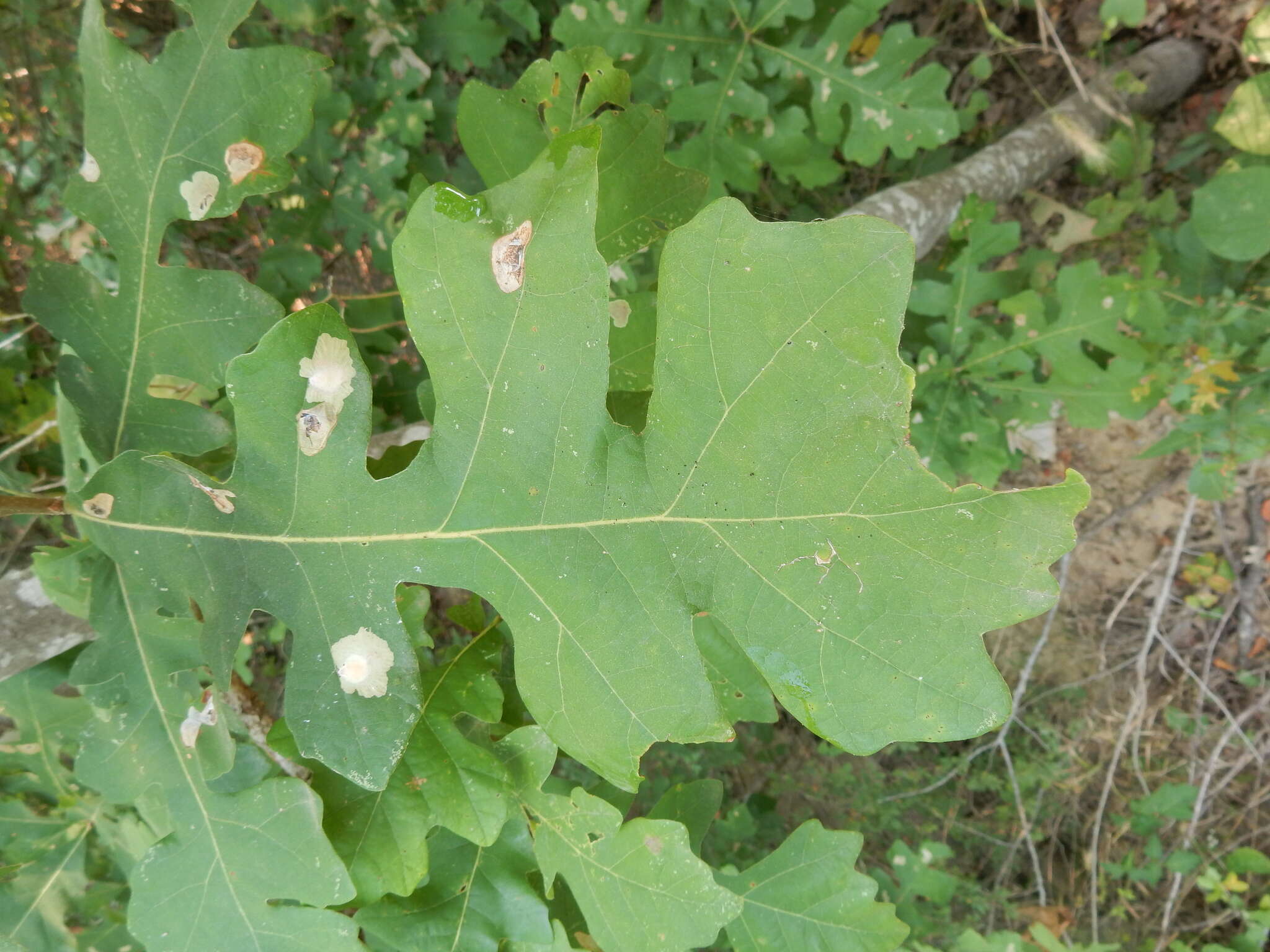 Image of Oak Blotch Miner