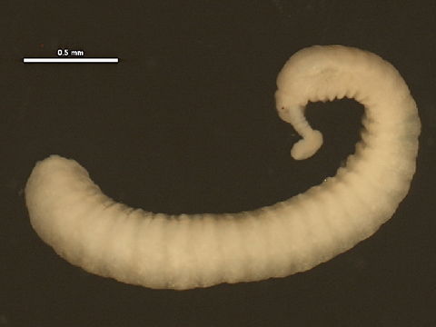 539.kbpol 11bioak 1286 1308580498 jpg.580x360