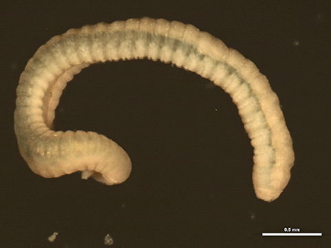 539.kbpol 11bioak 1289 1308580524 jpg.580x360