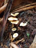 Image of Collybia eucalyptorum Cleland 1931