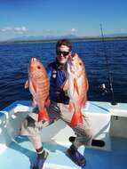 Image of Pacific red snapper