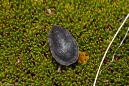 Image of Alpine shield beetle