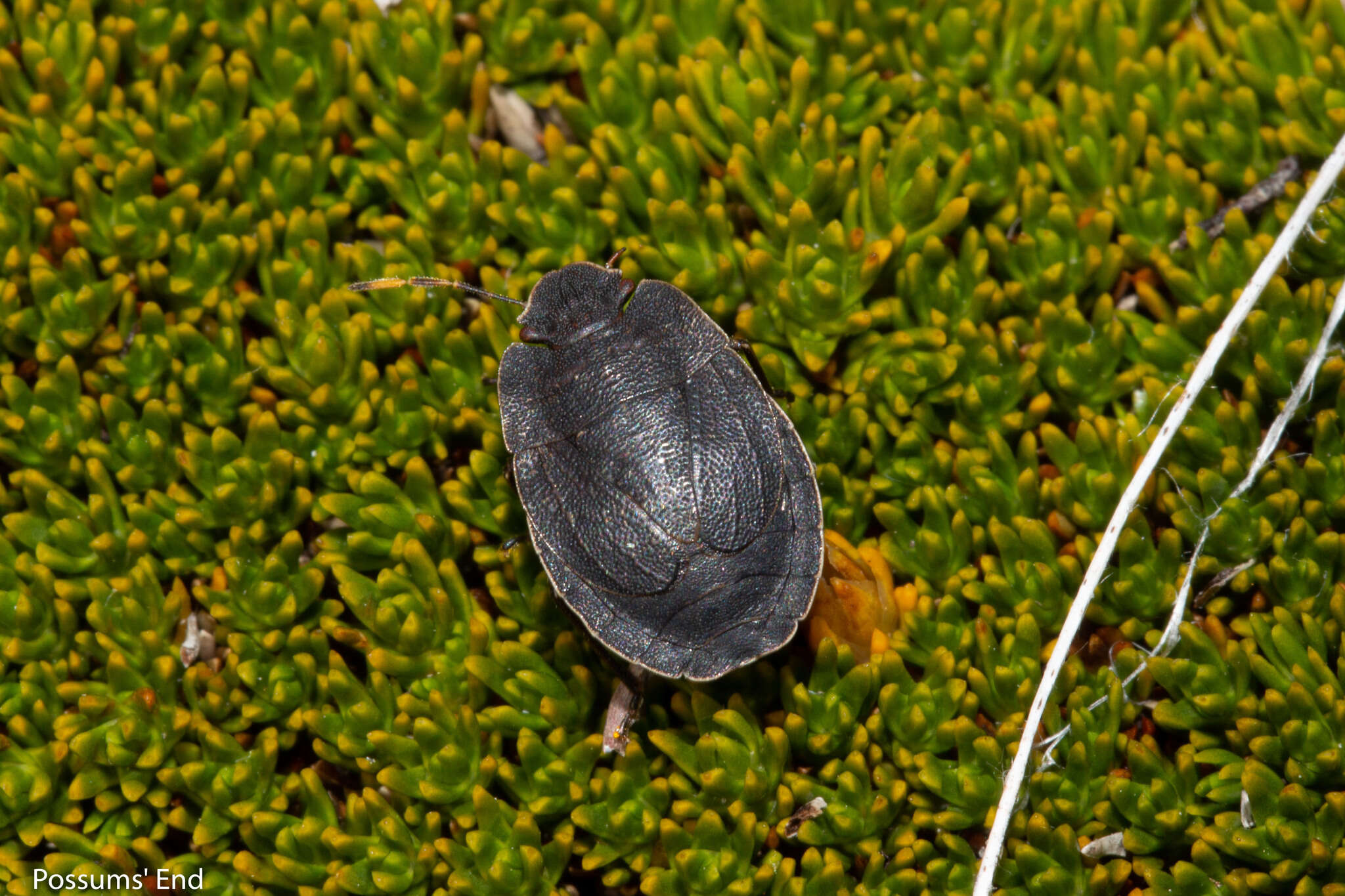 Image of Alpine shield beetle