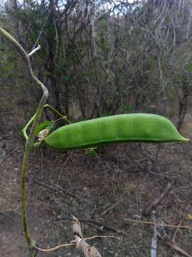 Canavalia madagascariensis J. D. Sauer的圖片