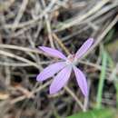 Image of Caladenia coactilis D. L. Jones