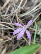 Image of Caladenia coactilis D. L. Jones