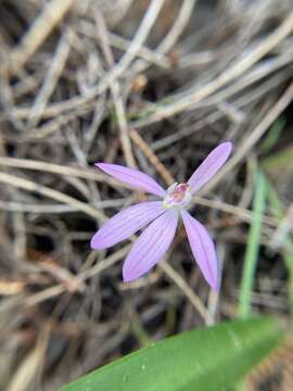 Image of Caladenia coactilis D. L. Jones