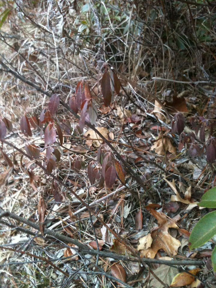 Image of sheep laurel