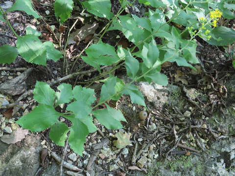 Image of Solidago drummondii Torr. & A. Gray