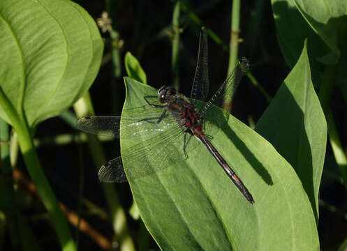 Image of Leucorrhinia intermedia Bartenev 1912