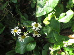 Image de Leptostelma catharinense (Cabrera) A. M. Teles & Sobral