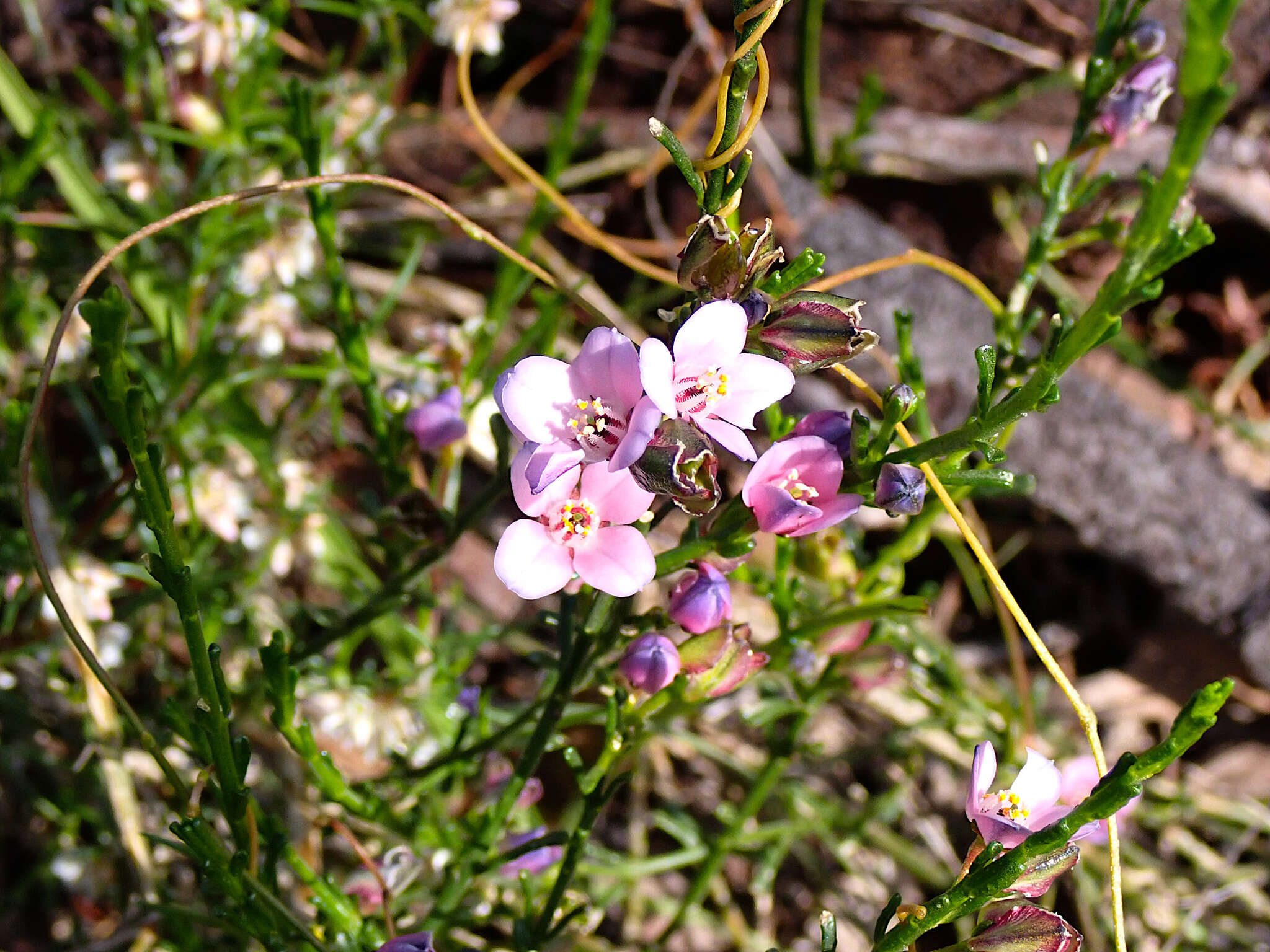 Image of Cyanothamnus coerulescens subsp. coerulescens