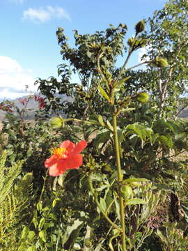 Image of Hibiscus shirensis Sprague & Hutchinson