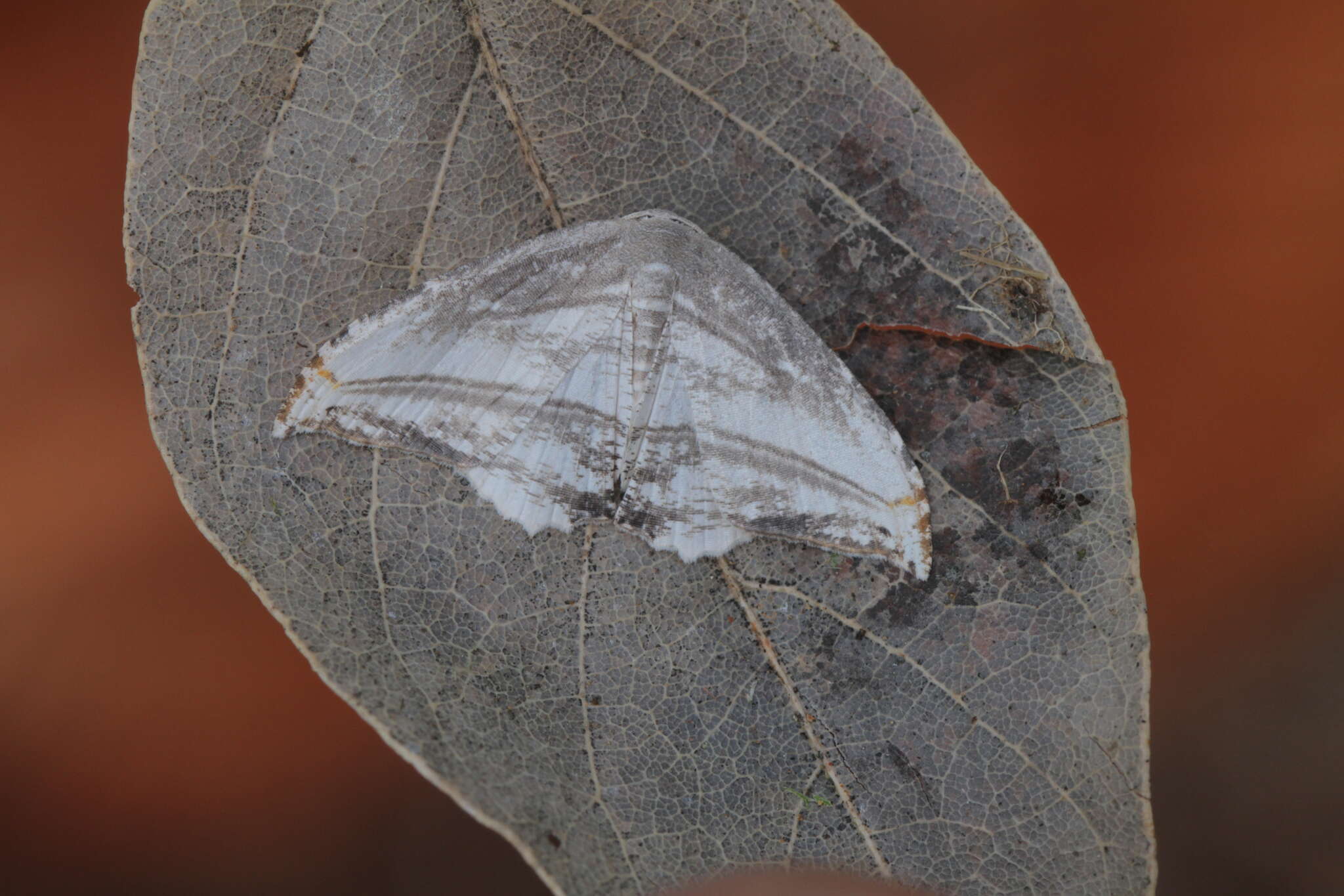 Image of Morphomima fulvitacta Warren 1904