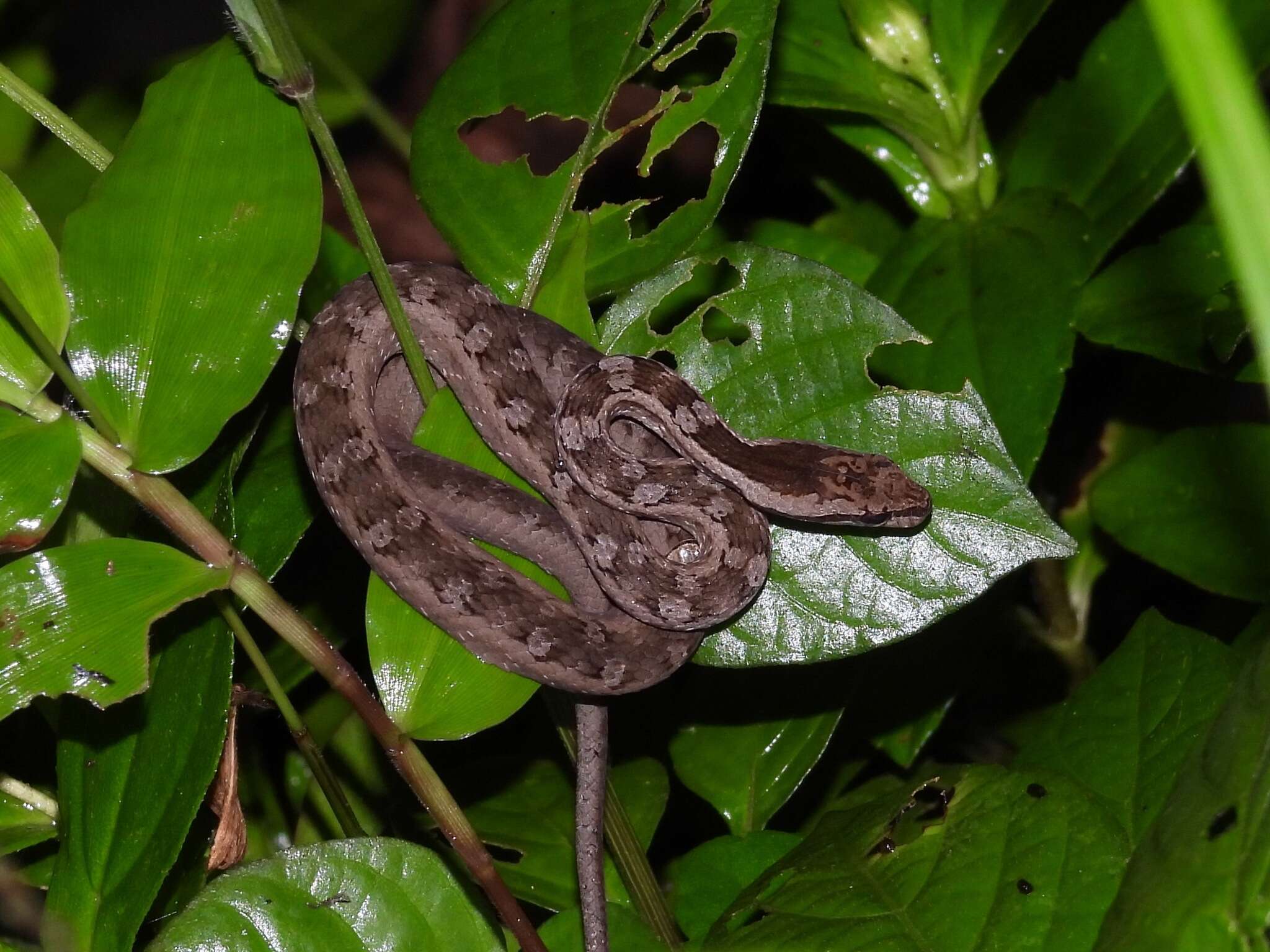 صورة Psammodynastes pictus Günther 1858