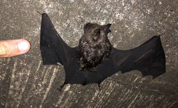 Image of Great Himalayan Leaf-nosed Bat