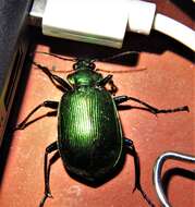 Слика од Calosoma (Calosoma) aurocinctum Chaudoir 1850