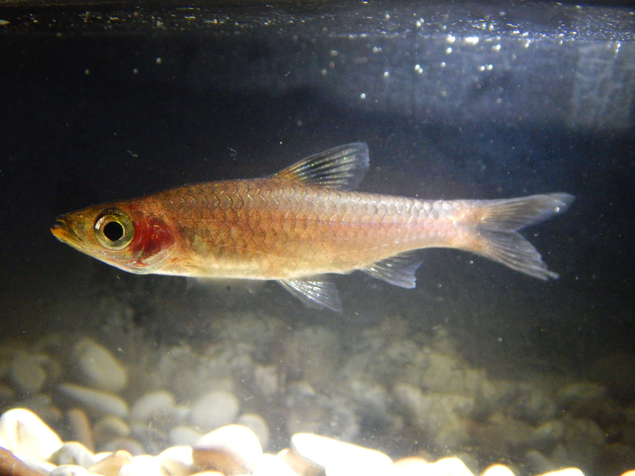 Image of Eyespot rasbora