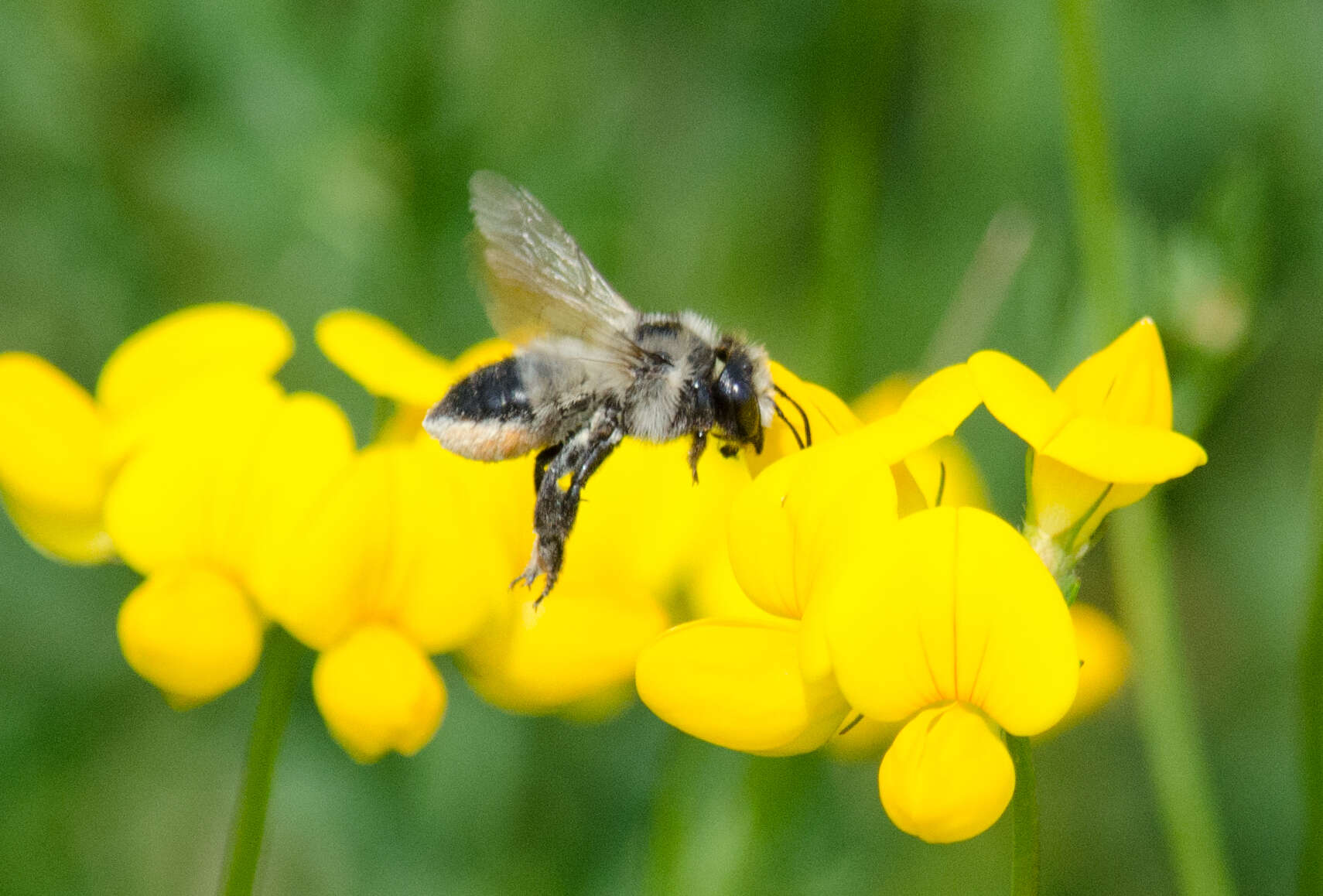 Image of Black-and-gray Leaf-cutter Bee