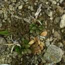 Image of Epilobium margaretiae Brockie