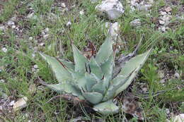 Image of Agave flexispina Trel.