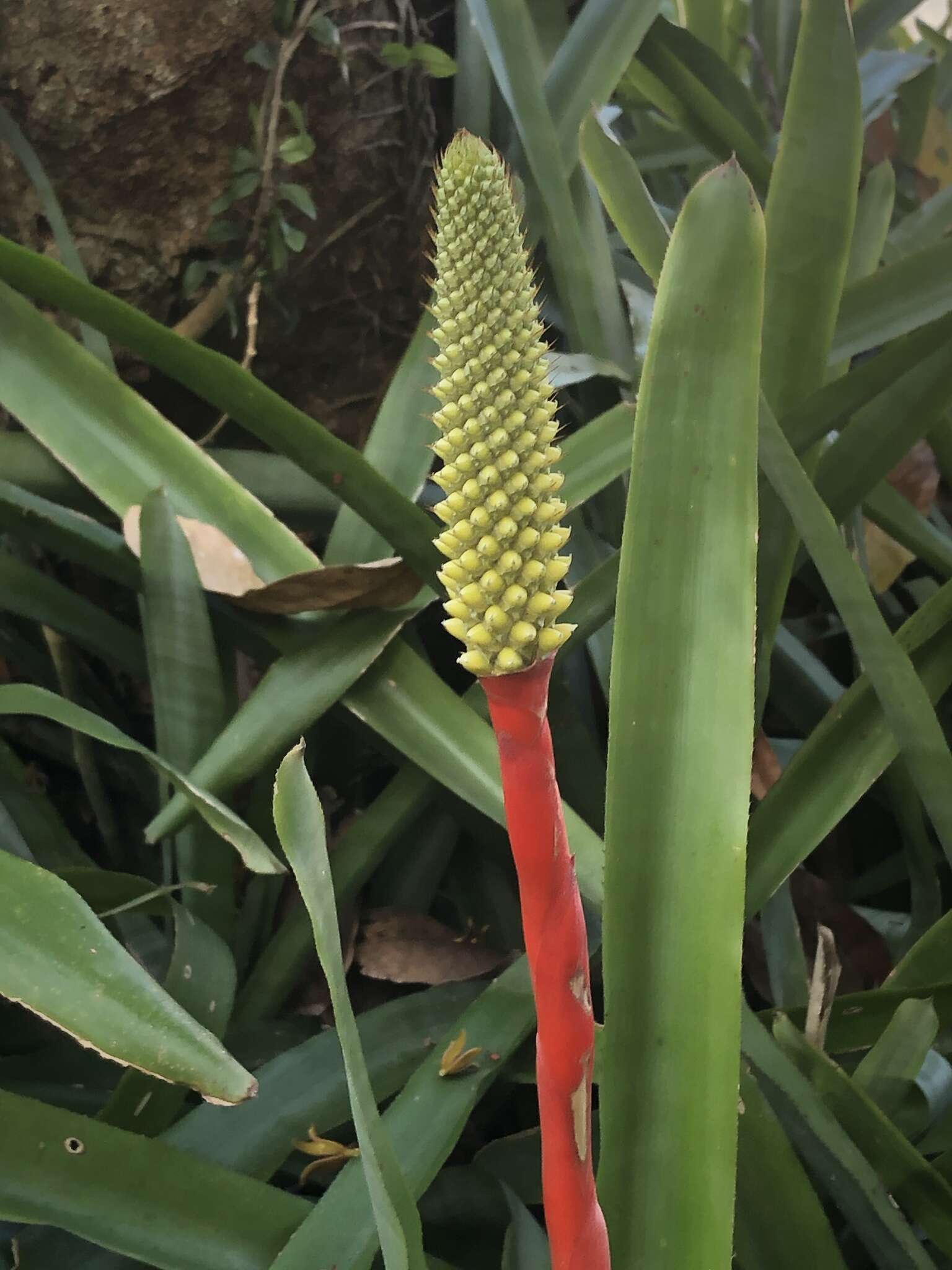 Image of Aechmea roberto-seidelii E. Pereira