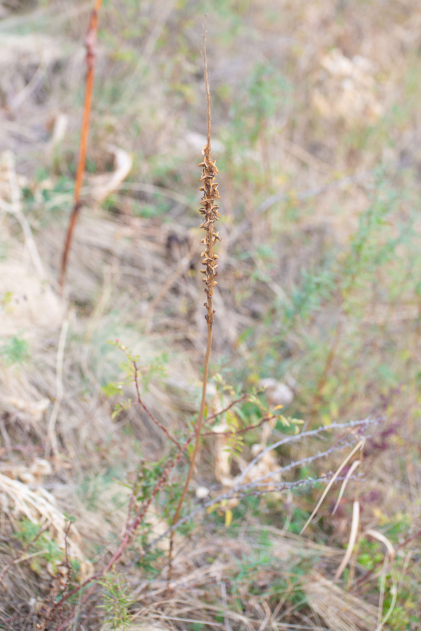 Image of Eremurus fuscus (O. Fedtsch.) Vved.