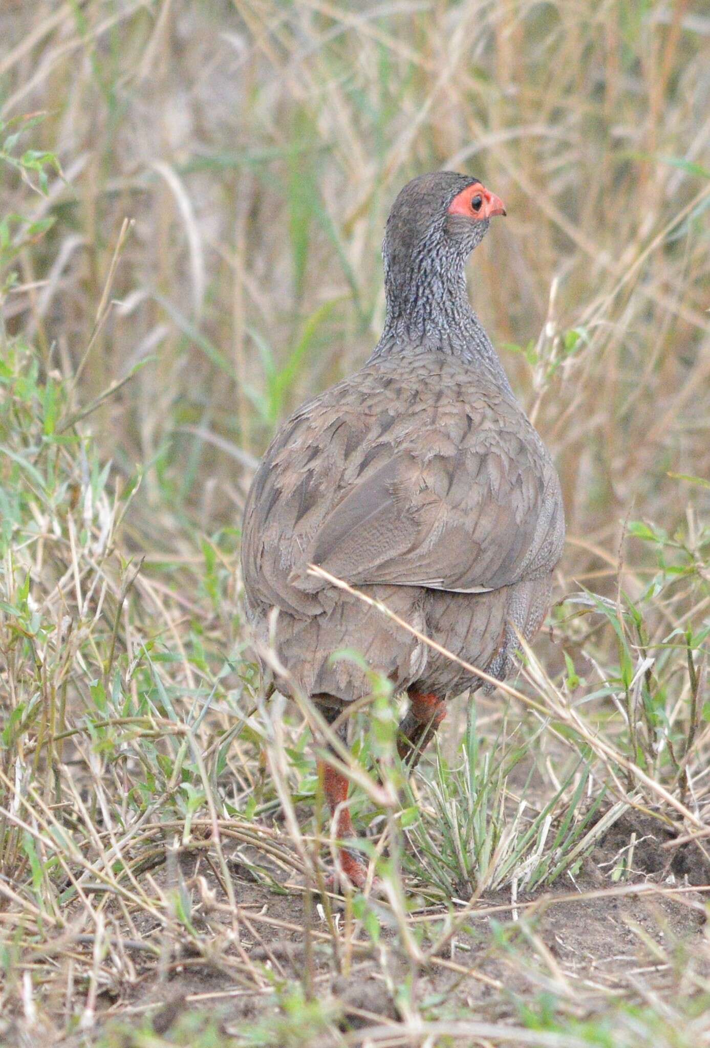 Image of Red-necked Francolin