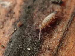 Image of Springtail