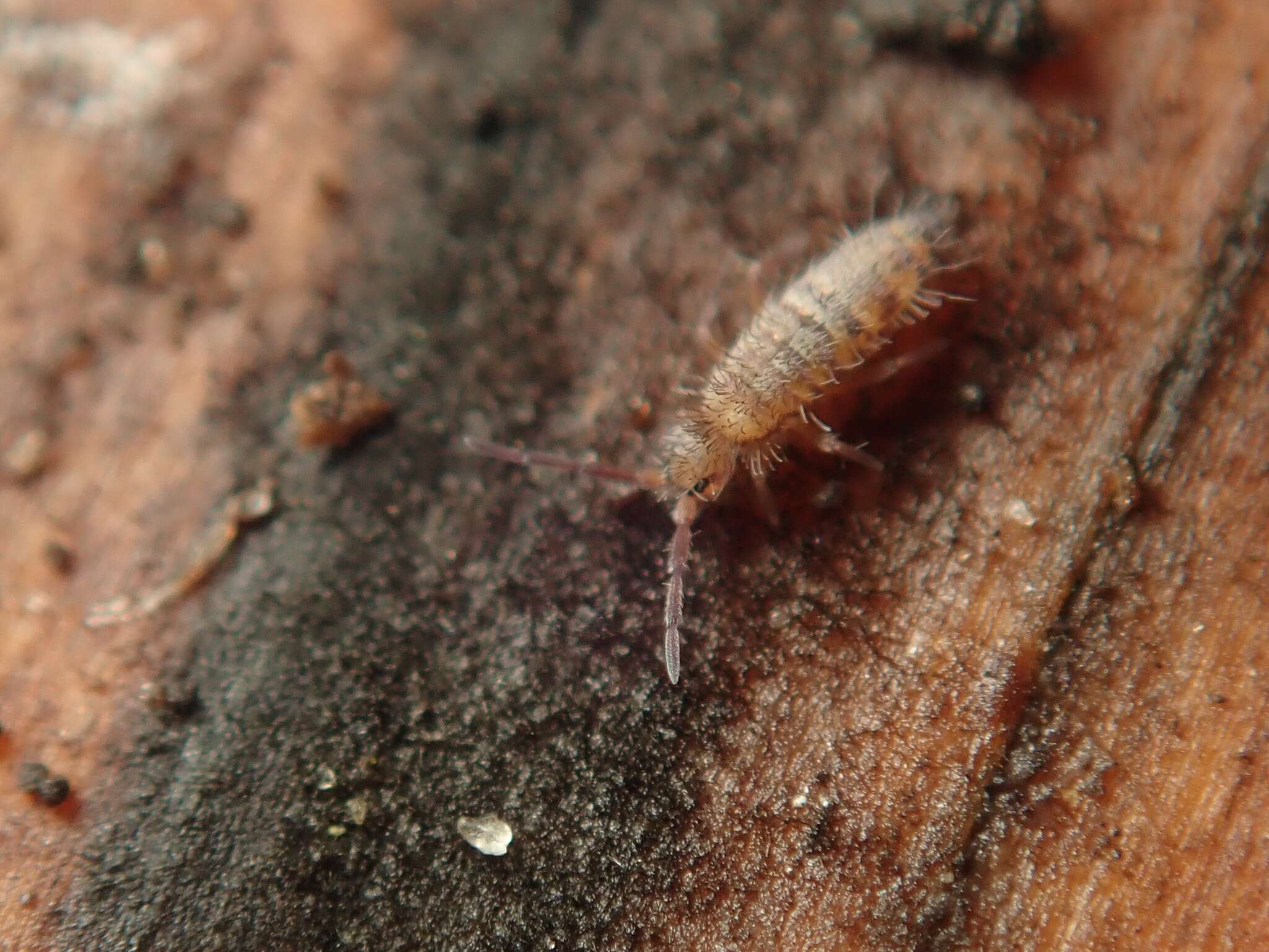 Image of Springtail