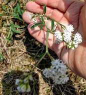 Image of sticky florestina