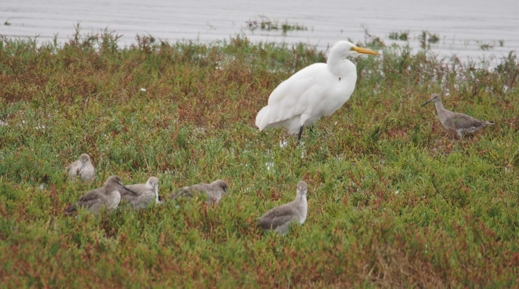 Image of Great Egret